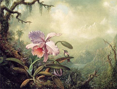 Martin Johnson Heade Heliodore's Woodstar and a Pink Orchid